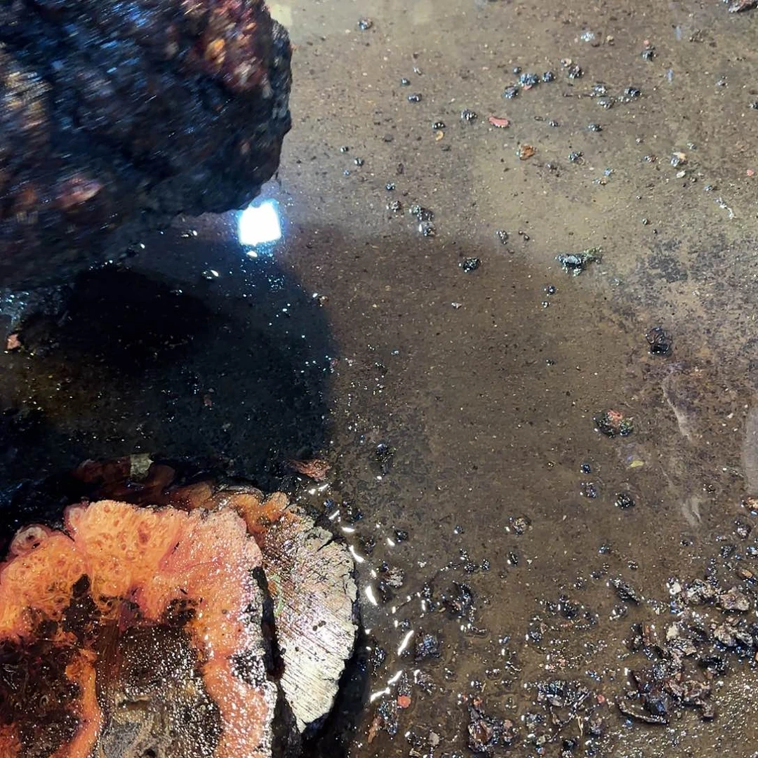 岭***弸木贵州黄花梨树瘤定制链接