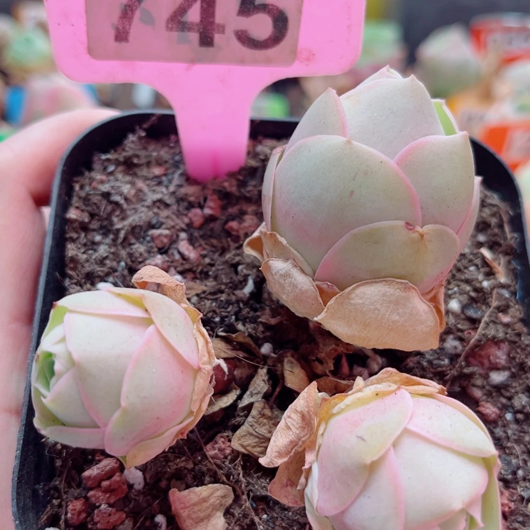 745 三头桃子 一物一拍