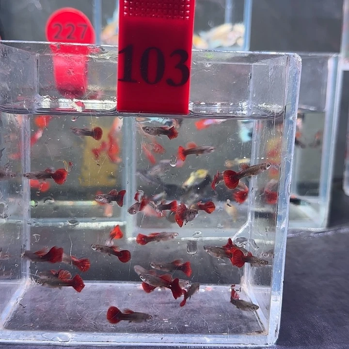 孔雀鱼✨*心103号30条