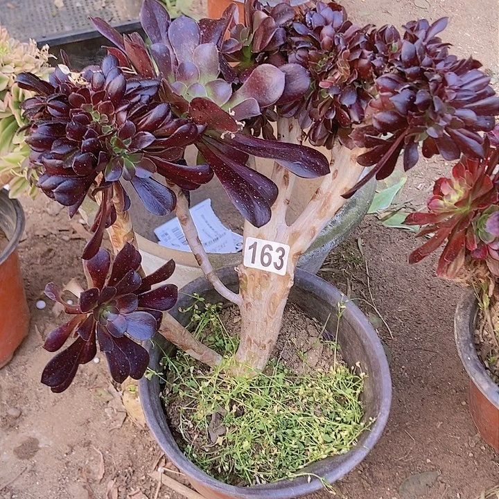 163欧紫缀化老板子法师