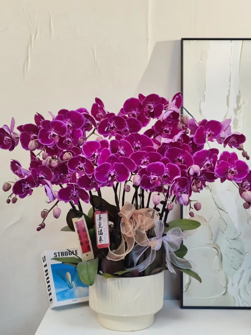 蝴蝶兰 【大财主】真花 秋冬耐寒花卉 四季开花 多样性发货
