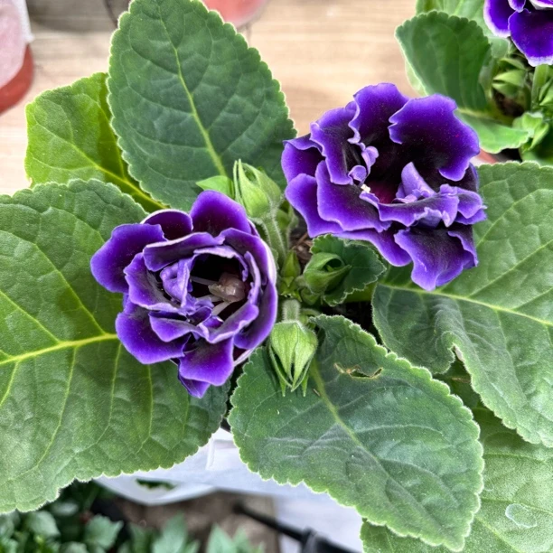 芙蓉花紫色带花或带花苞发货