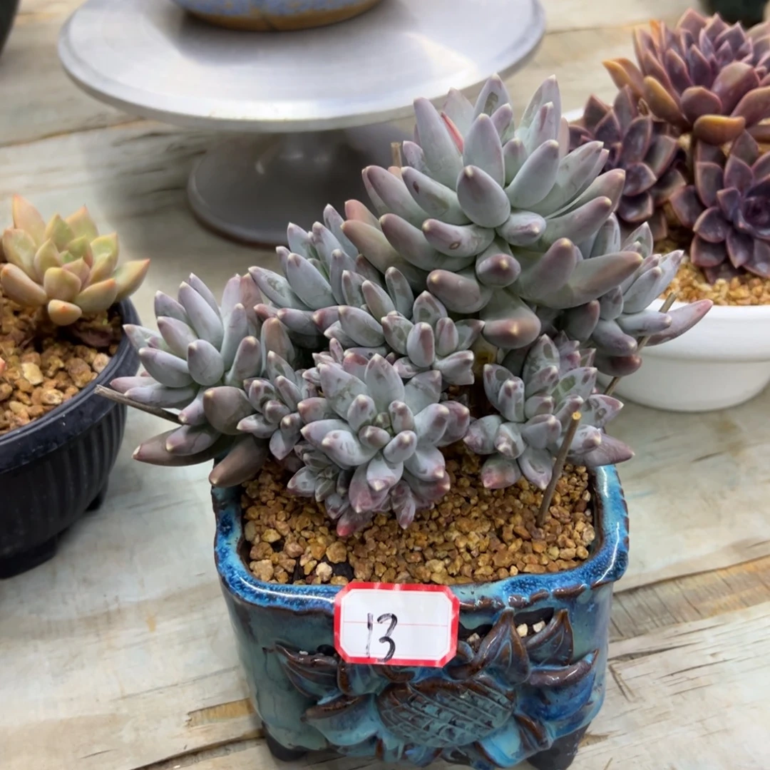 松果38 零零多肉植物