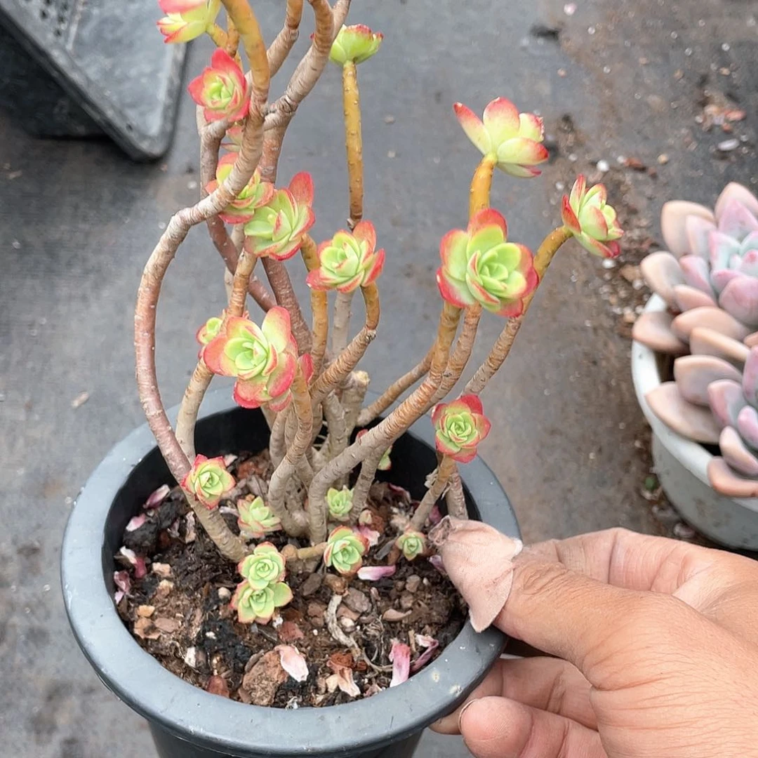 独**乐圆叶薄化妆多肉带盆发货