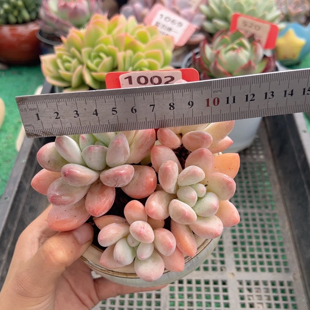 表妹精品多肉植物1002.