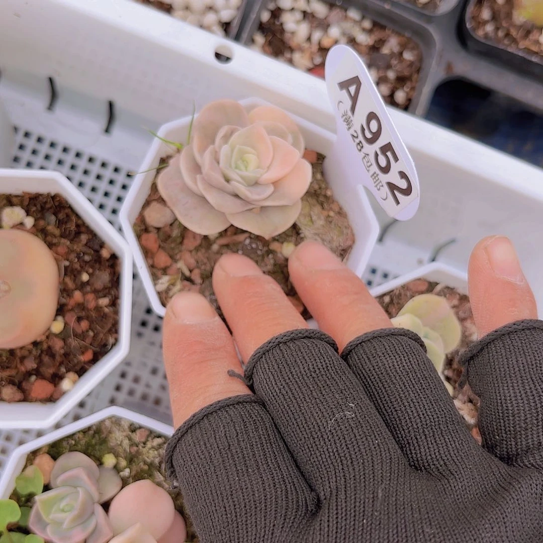 A952可爱玫瑰锦yi wu yi pai