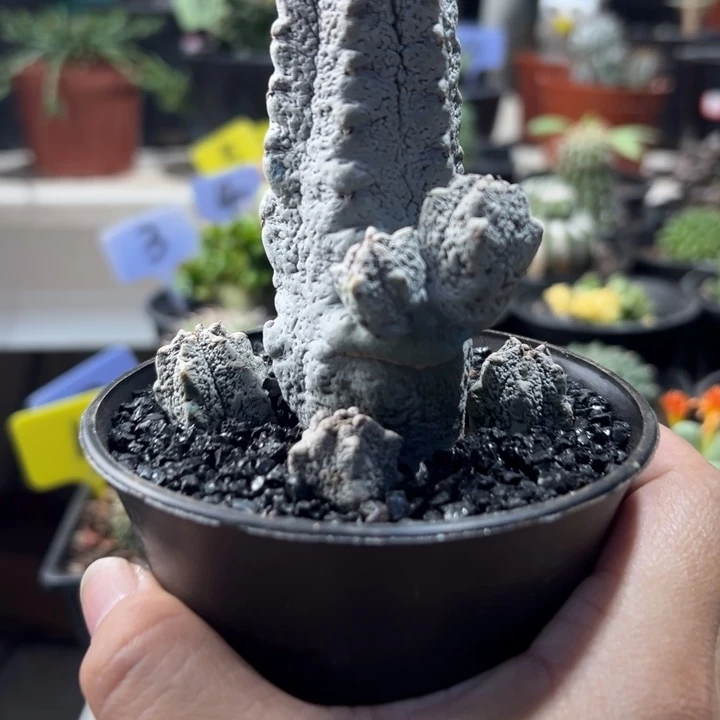 小多头水泥柱带盆111111111