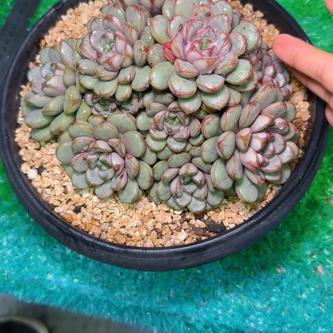 影*多肉植物不带盆发货