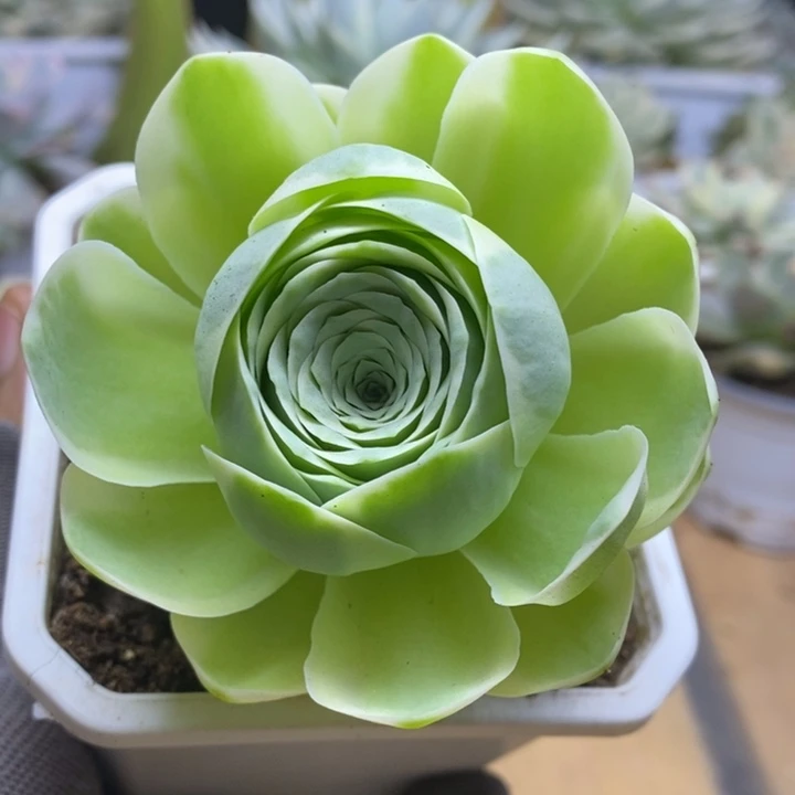 005鸡蛋玫瑰锦锦锦锦锦