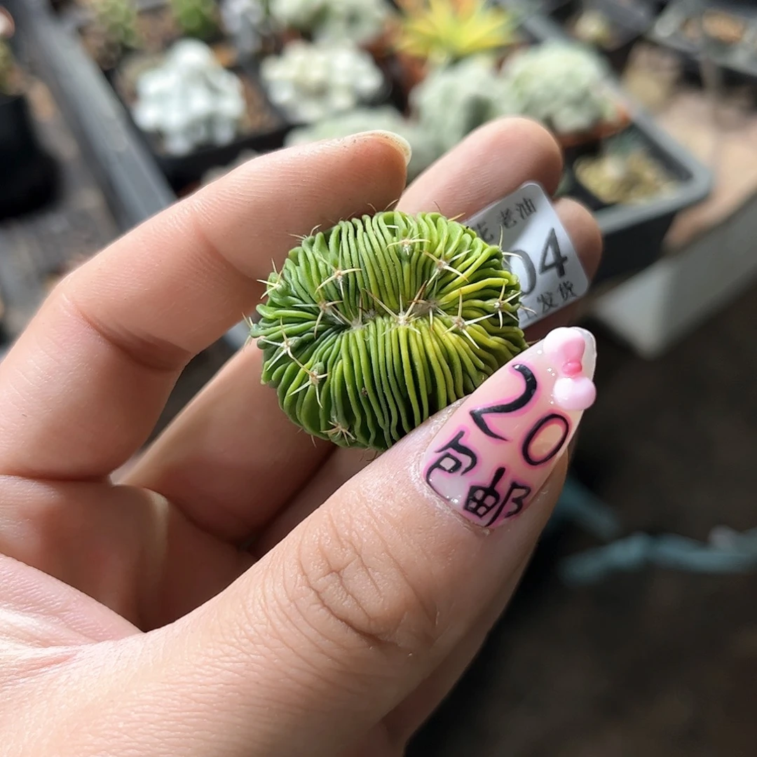 逗*24704一物一拍单头发货