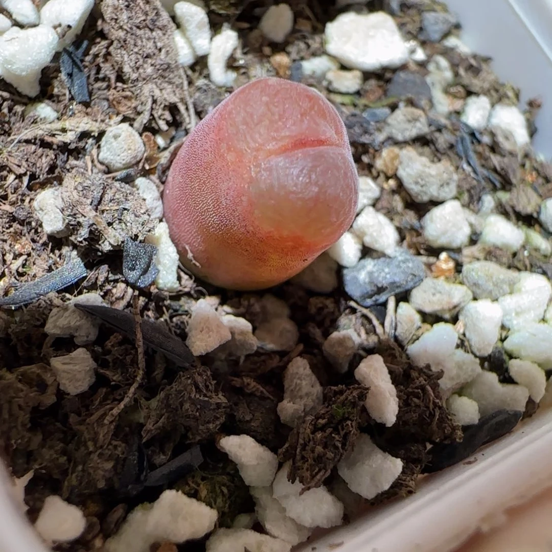 肉锥多肉植物百科4-泰坦峡谷有疤301