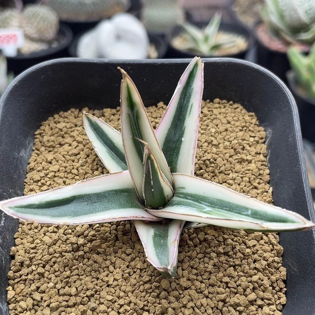 龙舌兰冰山仙人球多肉
