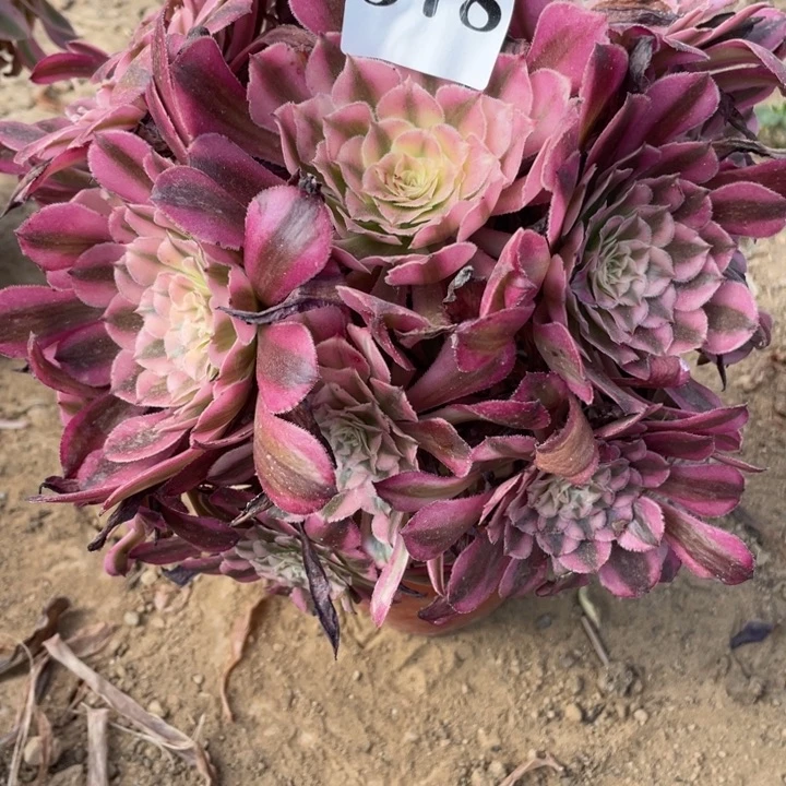 无花朵578多肉植物红铜白