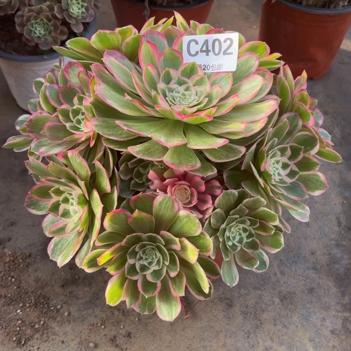 瑞妈，。。。。。。402孔雀翎，