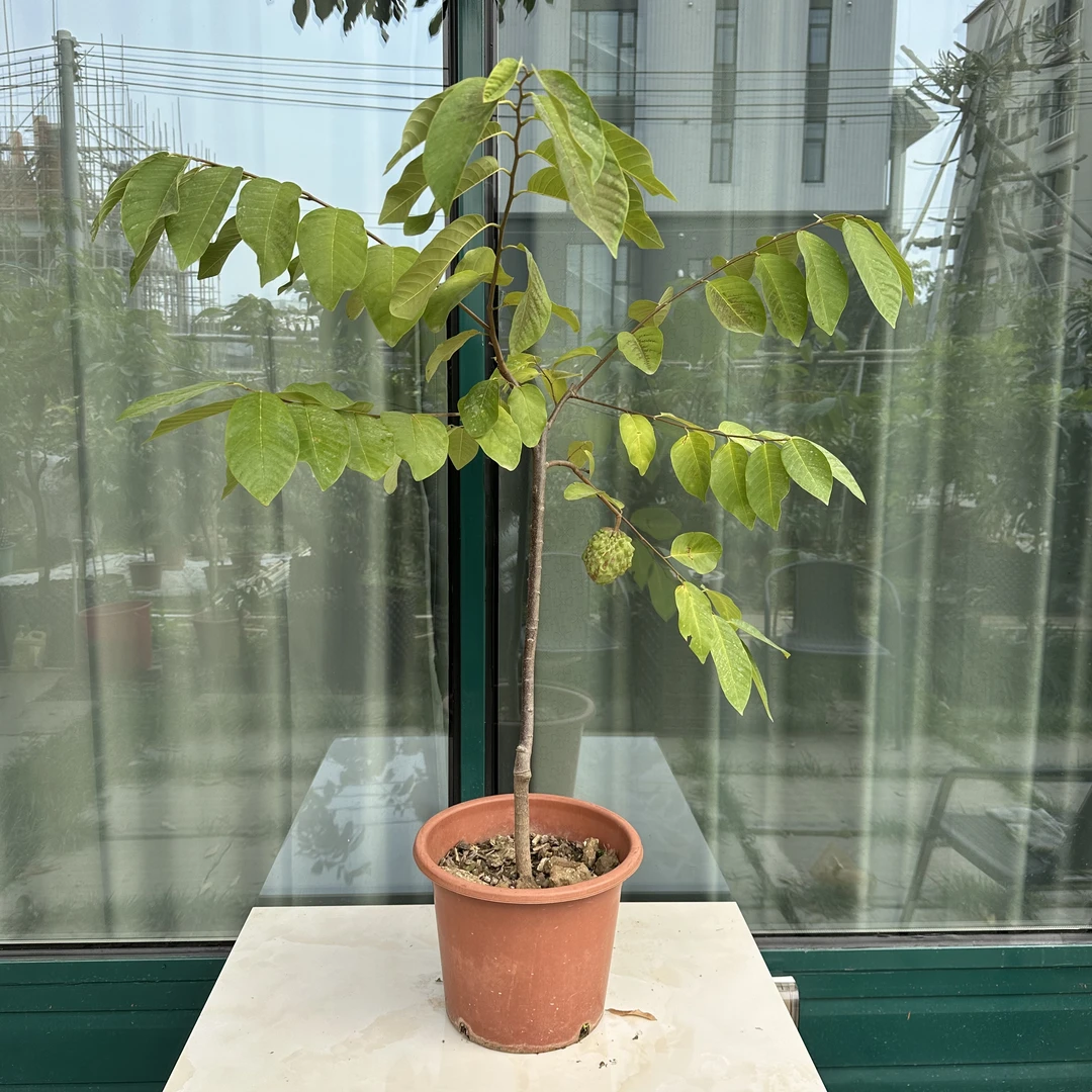 凤梨释迦盆景树 带惊喜 直播间一物一拍链接