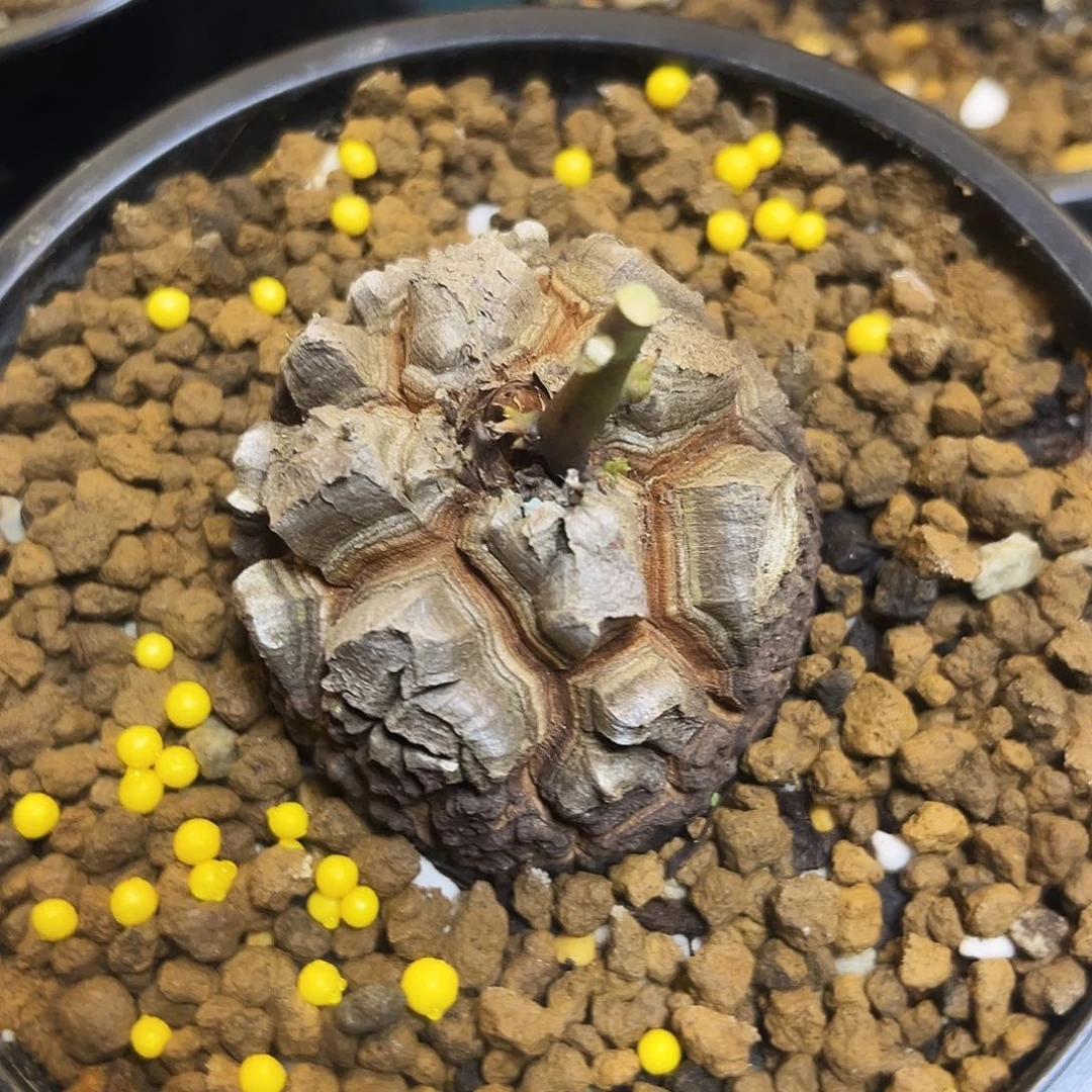 罗***兄728龟甲龙75786789