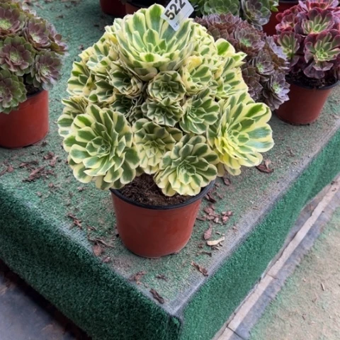 唐***糖522迈巴赫手捧多肉，