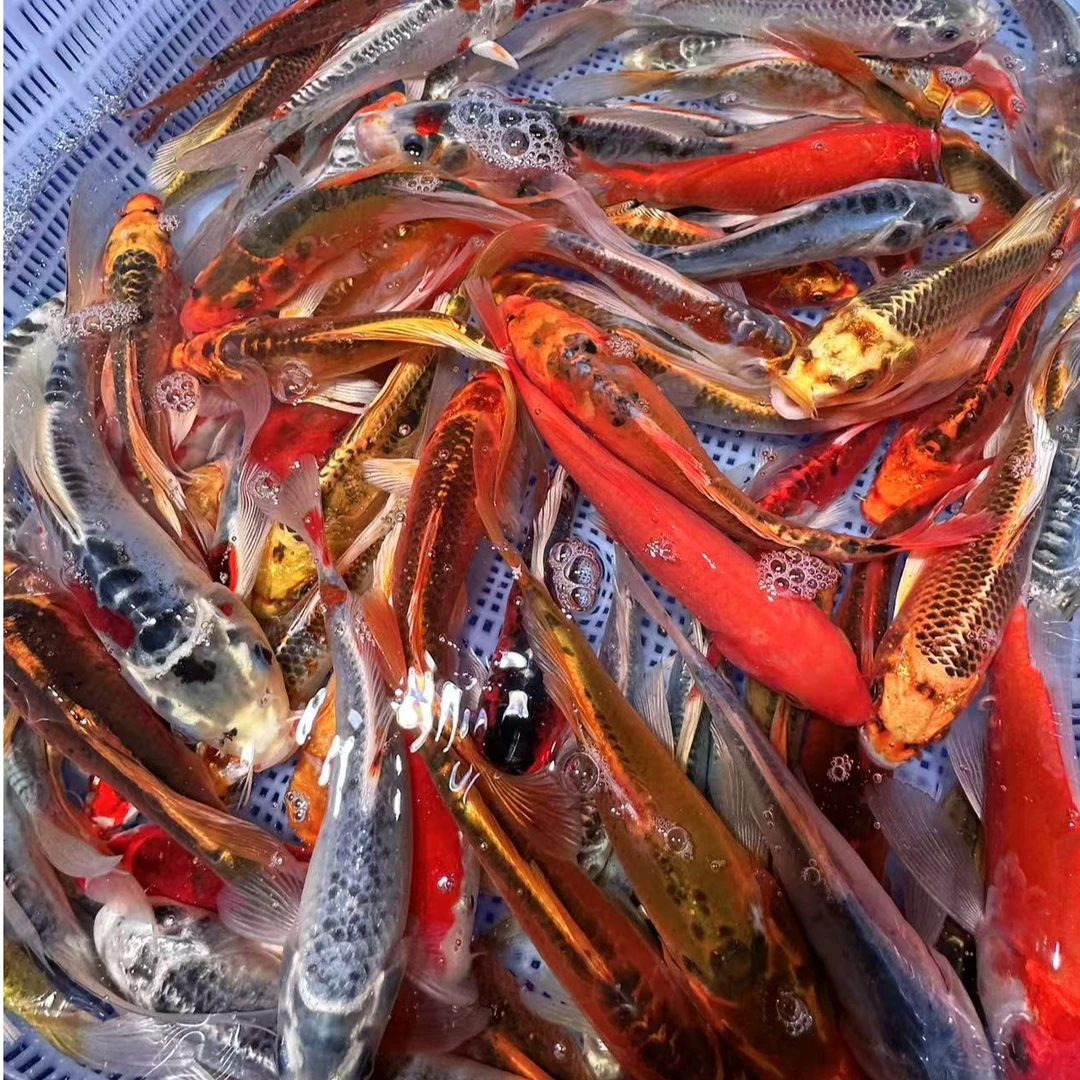 德系锦鲤9-11公分 11尾  温顺好养混搭发货 全国包邮包损