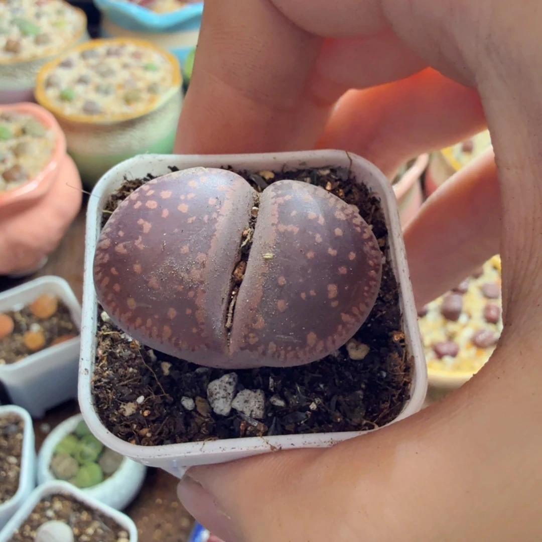 ʕ***ʔ多肉植物的生长发育和生长966