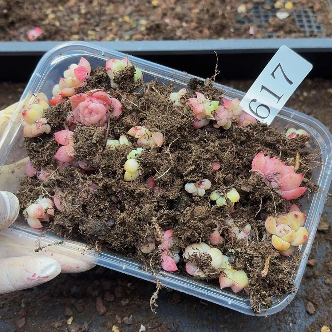 多肉植物多肉植物617