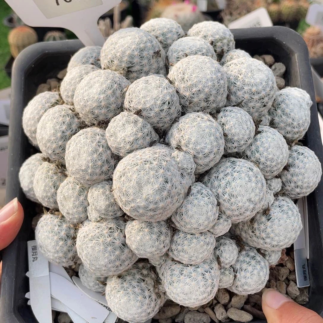 7689 姬春星侧芽自根裸根发货