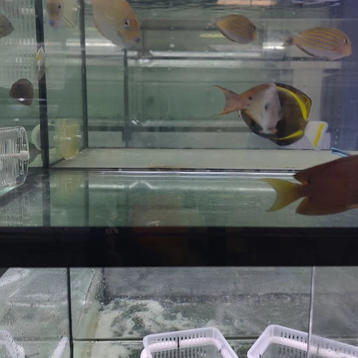 海水鱼五彩吊   鱼友专拍