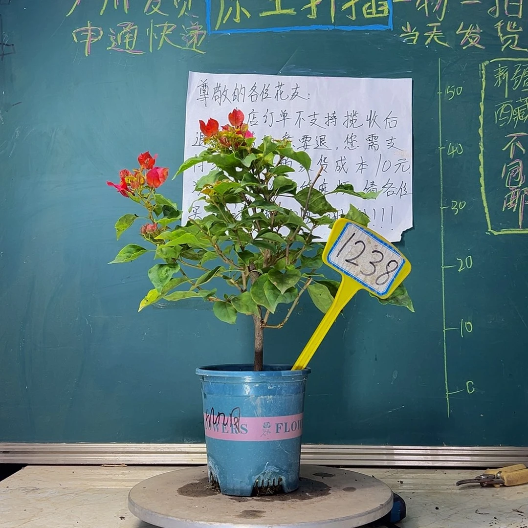 当前无花栽培后可以开花  红九月  1238