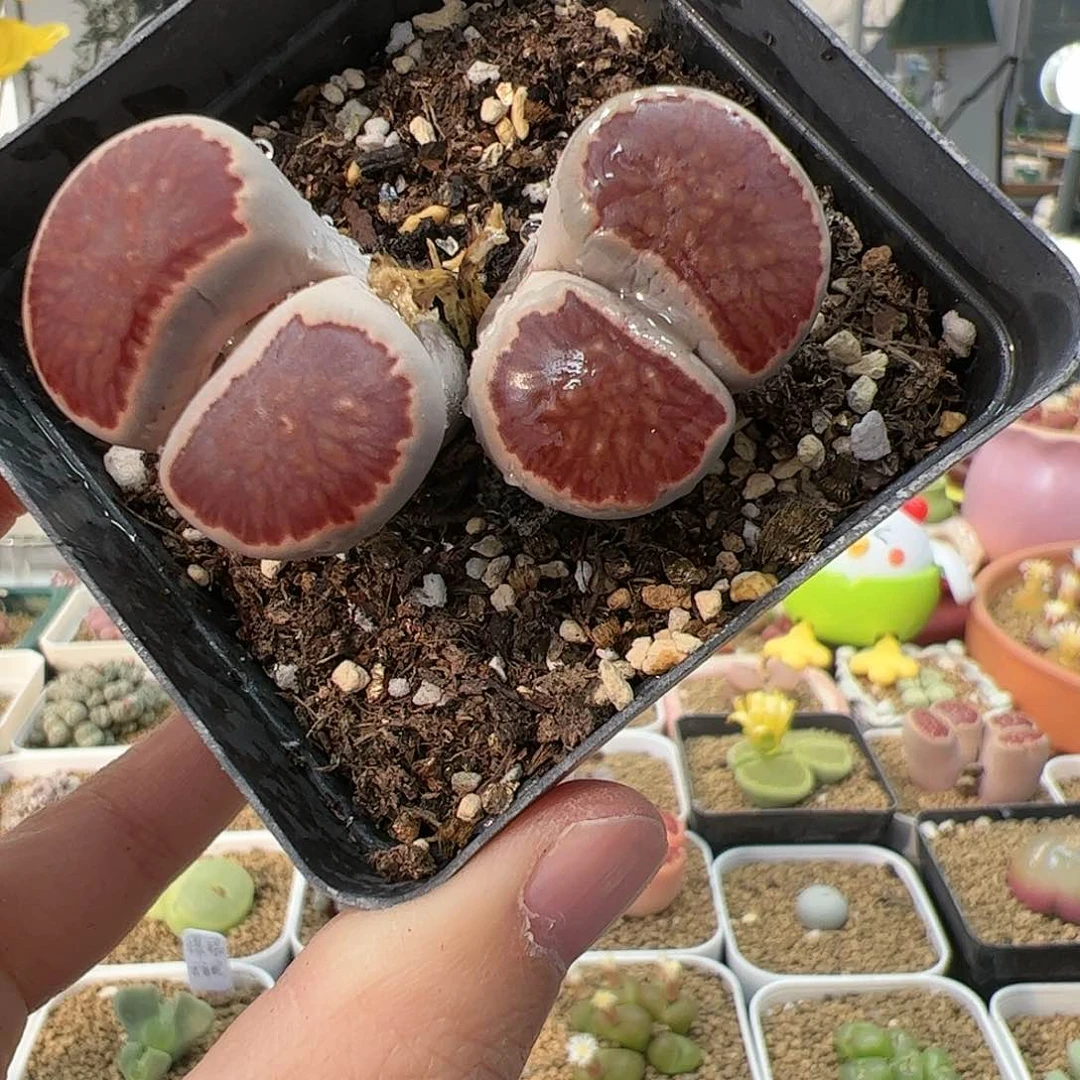 【闪购商品】222 特选菊