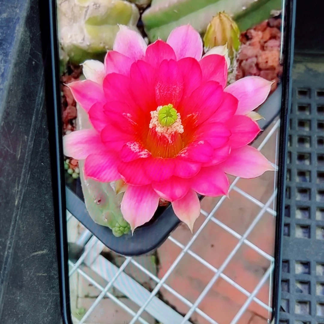 下18明虾歪无根3公分左右20包邮