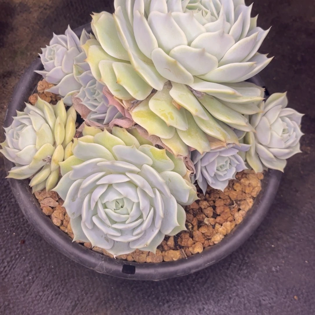 无花朵友家多肉一物一拍