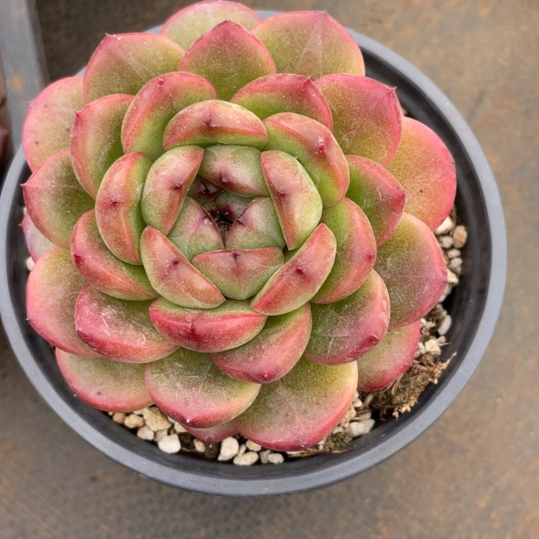 大****兔姐姐我出一些我自己不