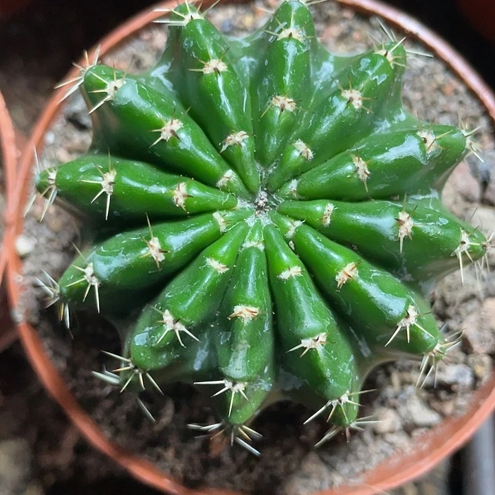 实生彩草带盆土发货