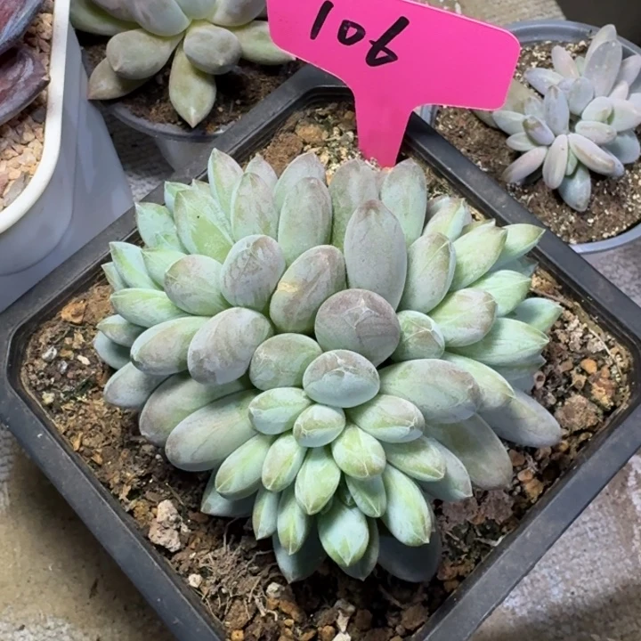 106咖啡豆新号福利价