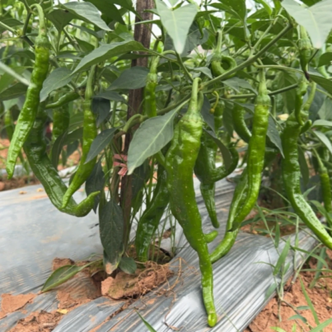 溆浦本地助农新鲜 青辣椒 茄子 黄瓜