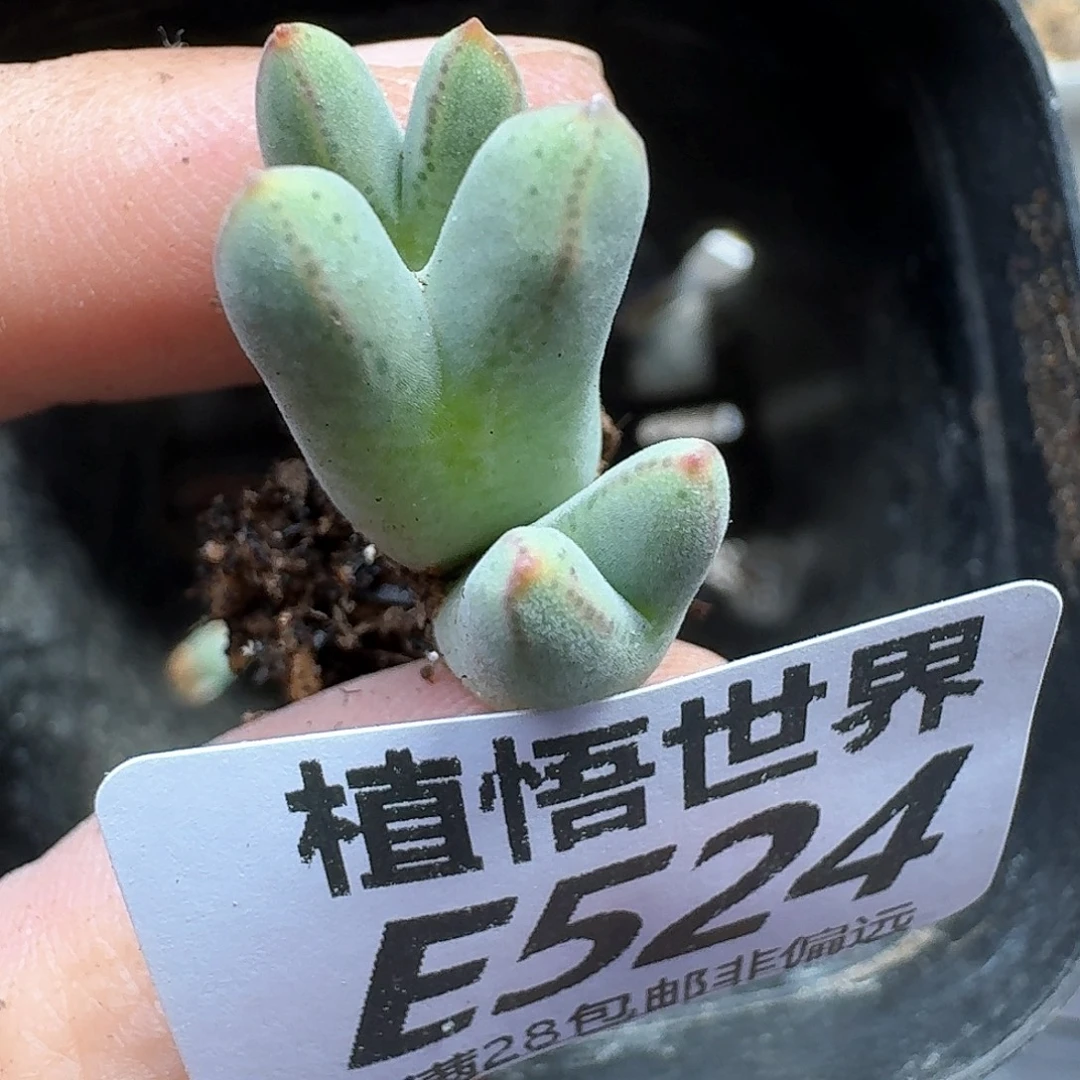 多肉植物的润泽fgb