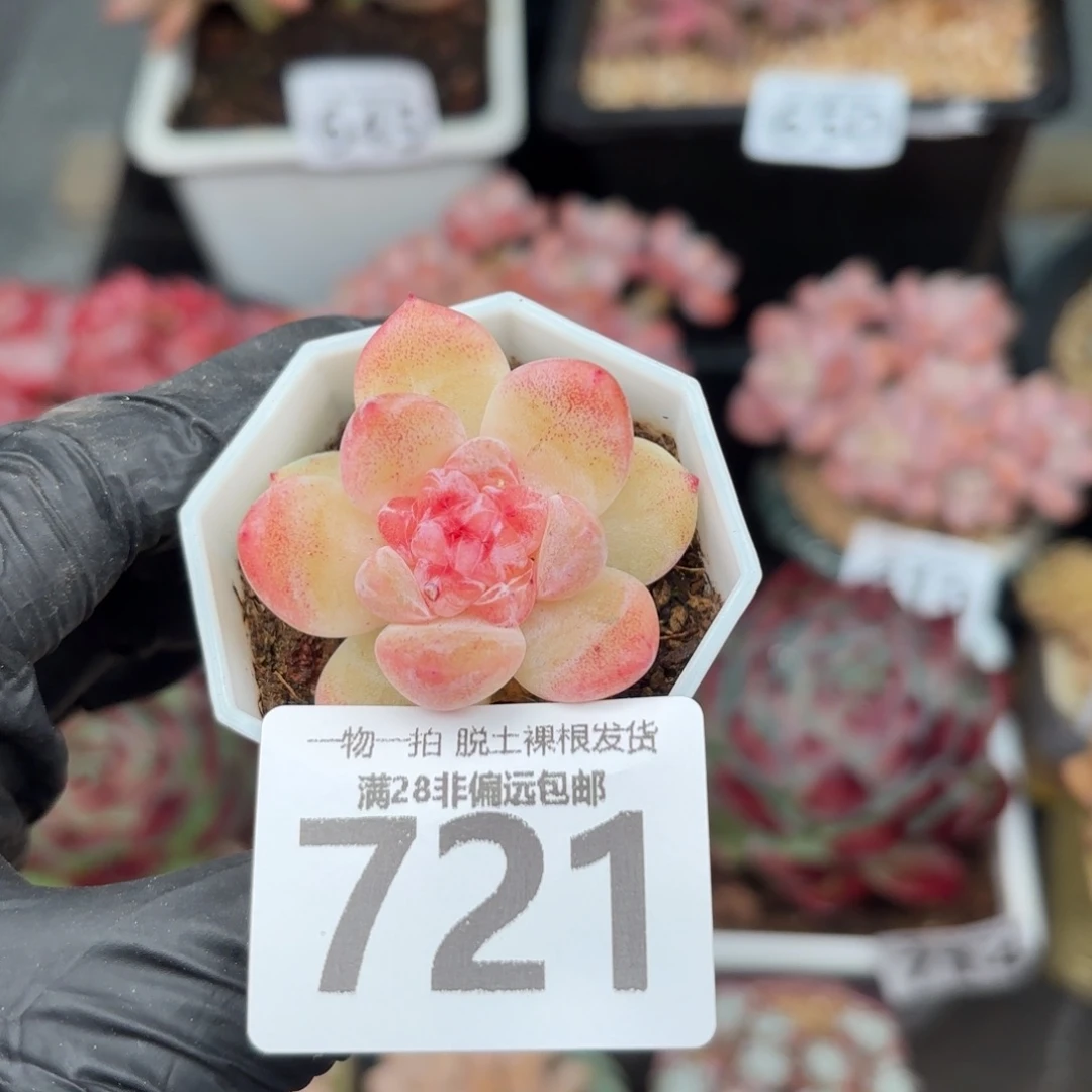 碧焰单头无盆土发货