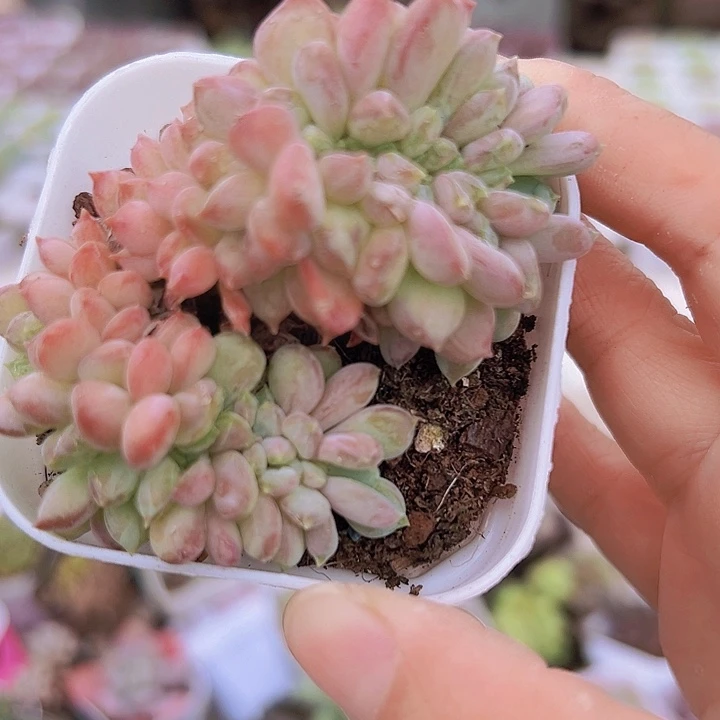 粉珍妮缀化19包邮多肉植物