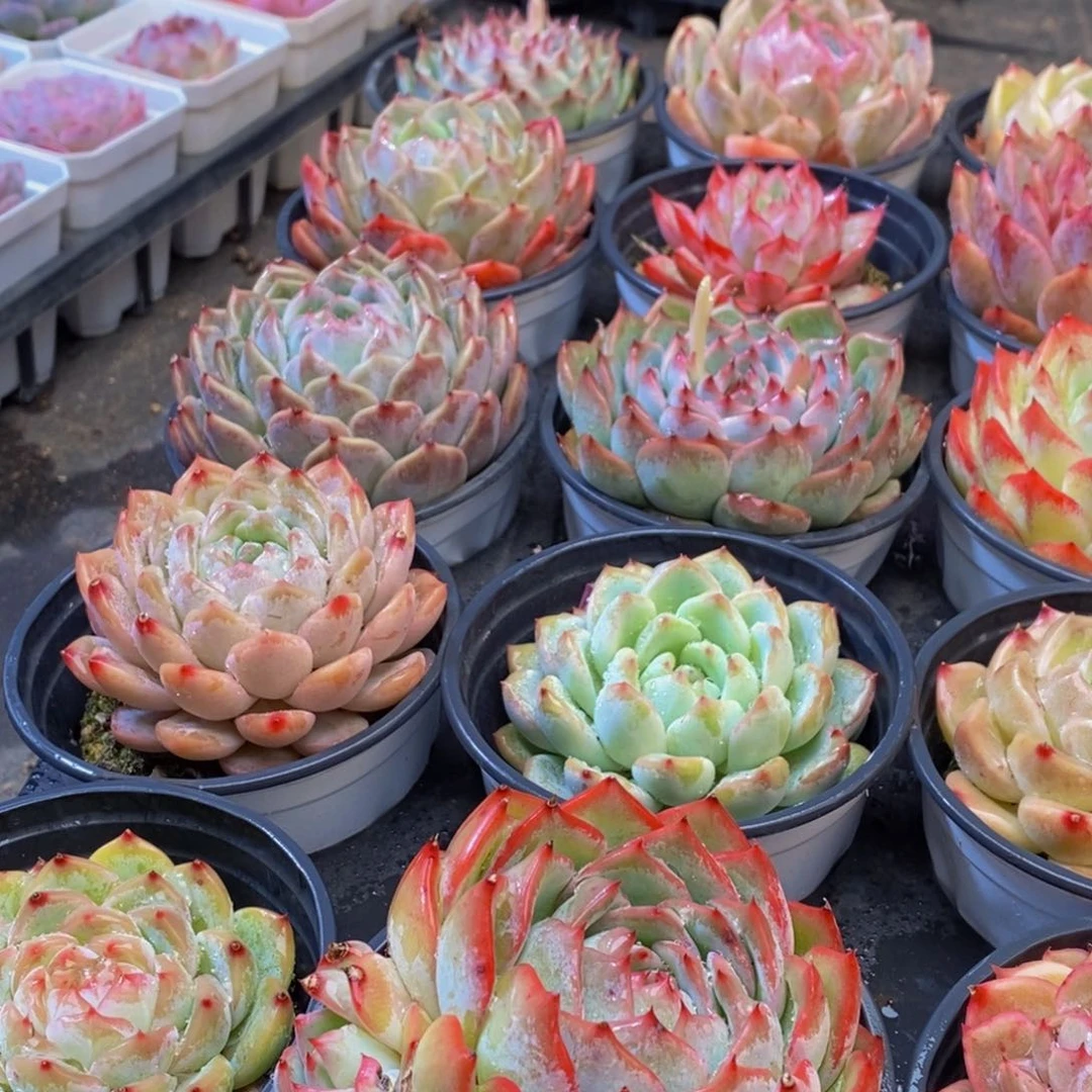 914多肉植物百科名片作译者的