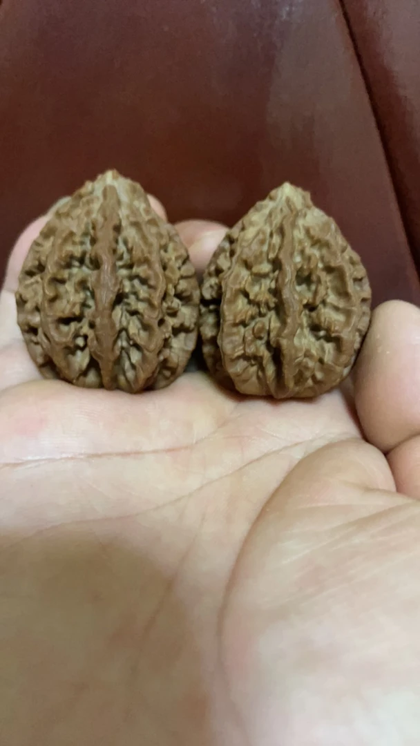 八棱满天星东北秋子