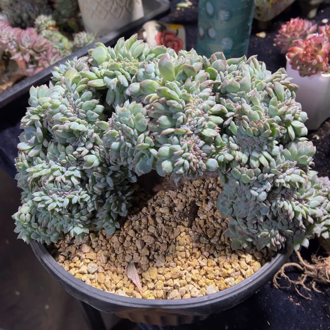 紫心琥珀缀3折低价