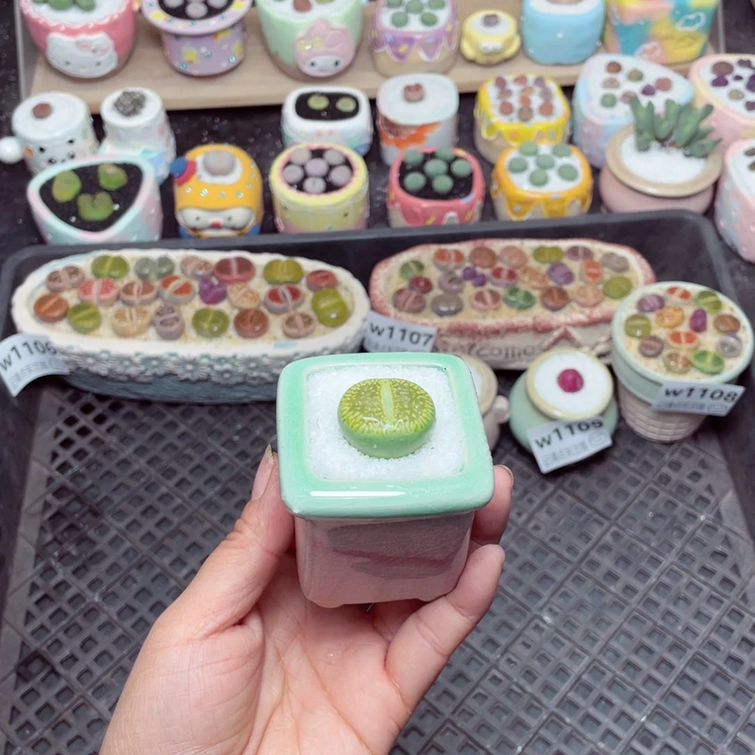 w1111 -零下地区拍保温箱 -15支持寄养