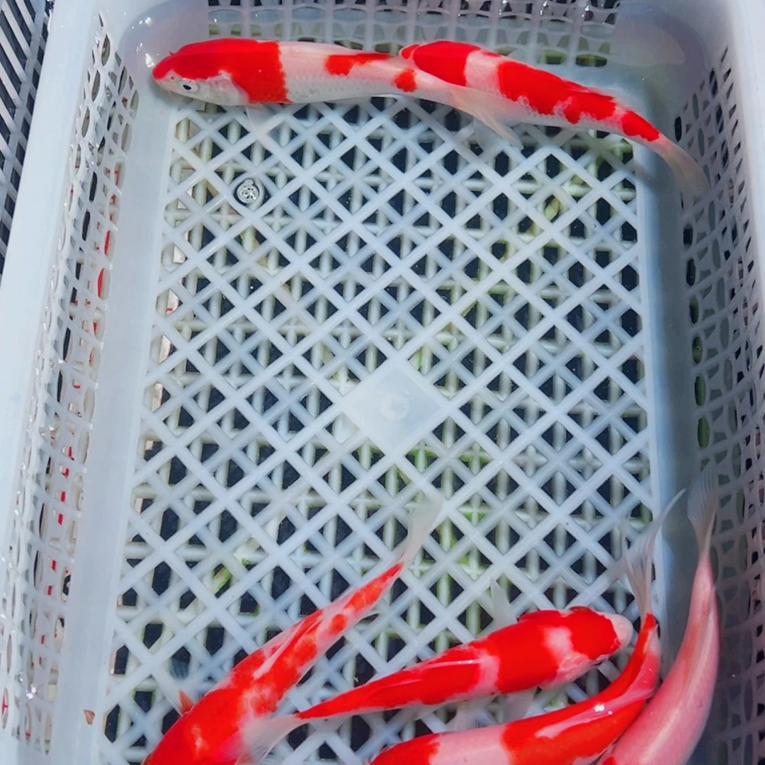 锦鲤锦鲤观赏鱼1111