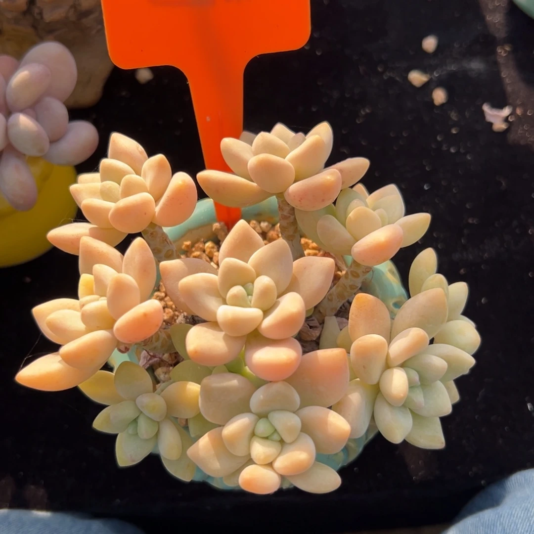 微瑕杆子奶酪蛋糕1111