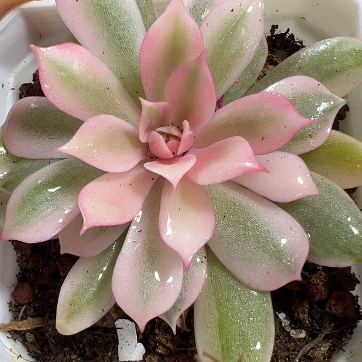 粉蝶锦多肉植物多肉植物