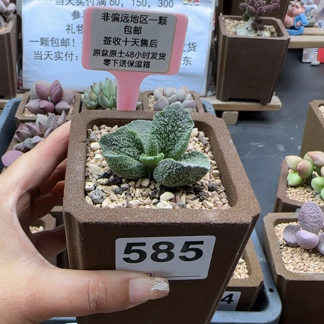 七**呀585塔米利亚多肉植物
