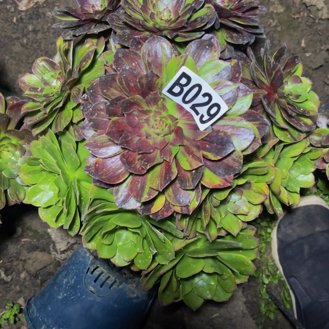 花月夜26//////////25包邮