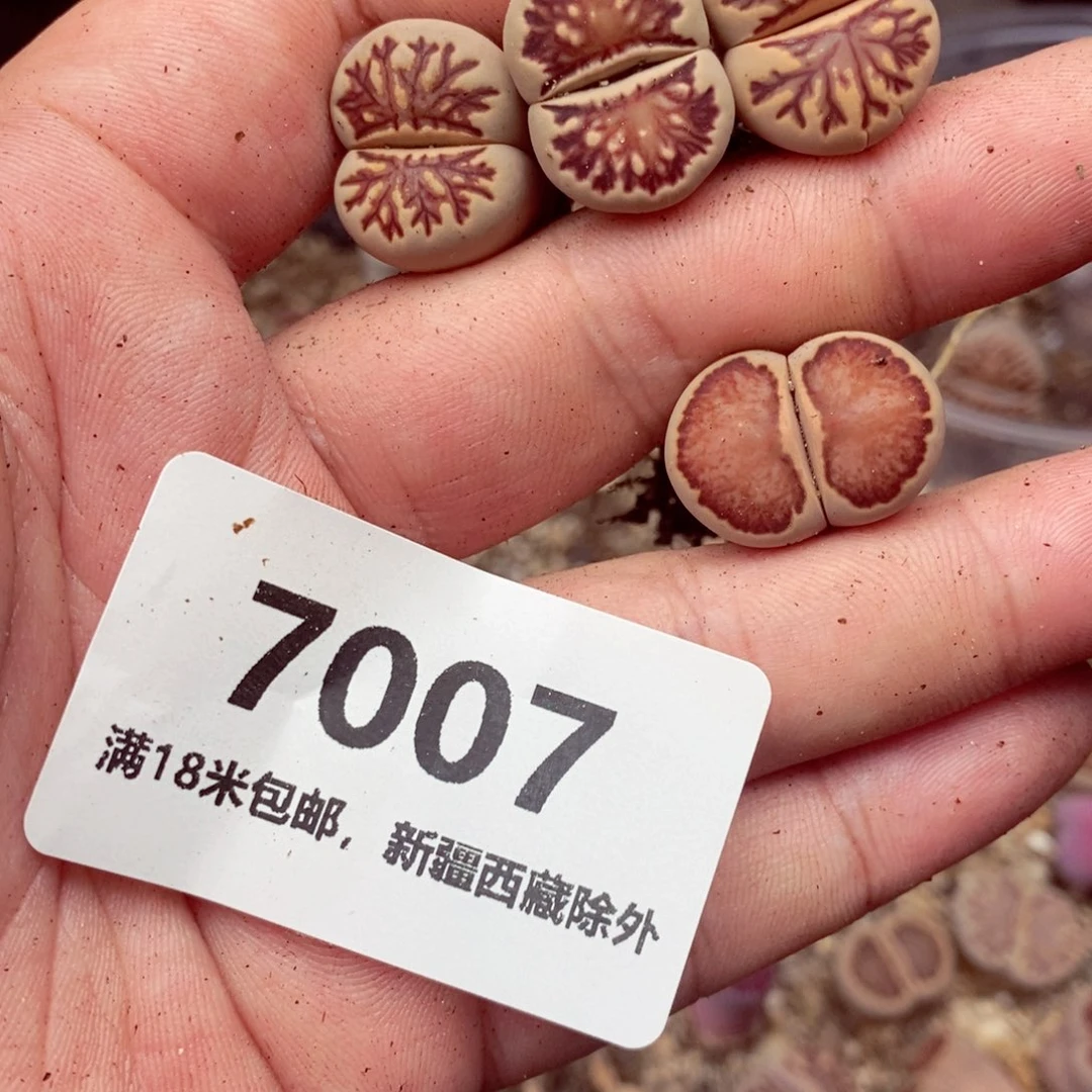 /*我的小姐姐们都在7007