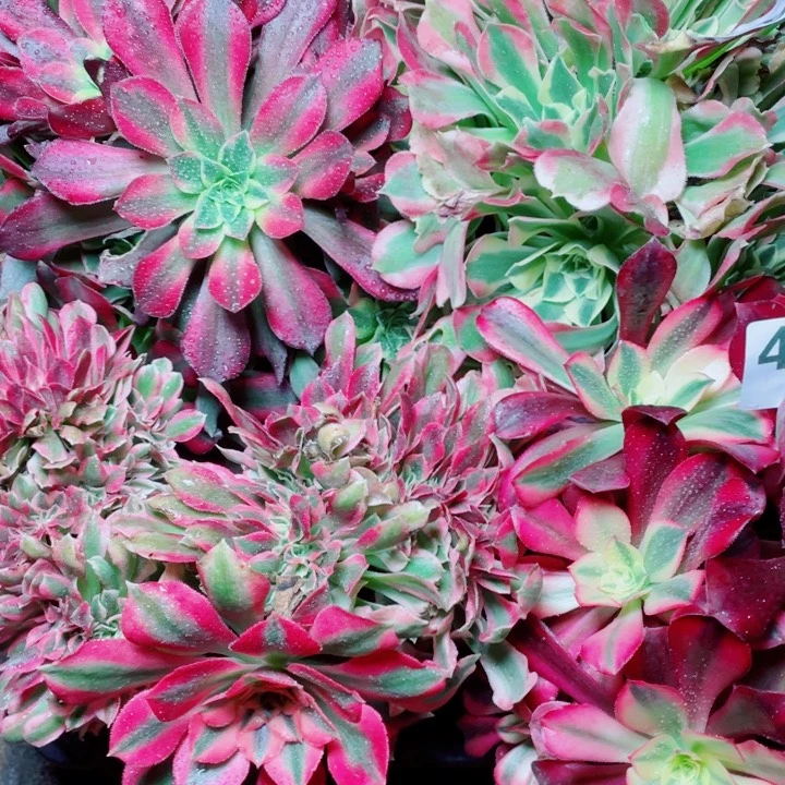 多肉植物组合452