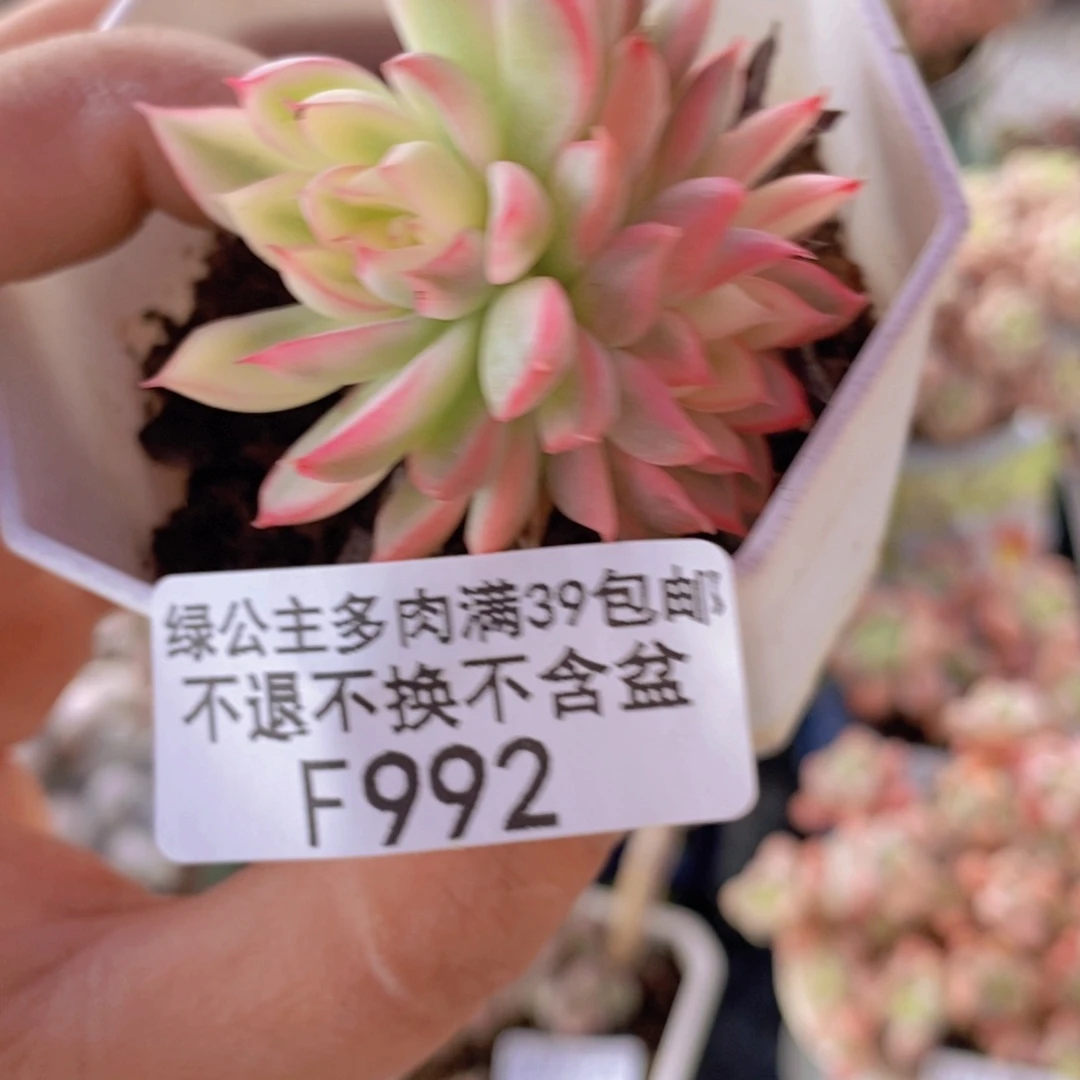 女雏锦4cm992多肉植物
