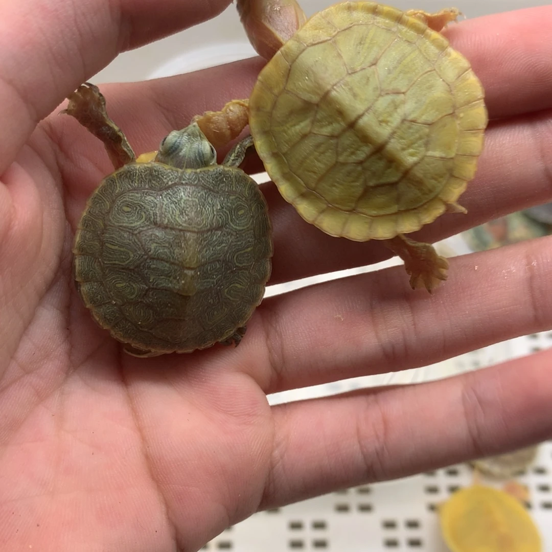 不分公母巴西彩龟